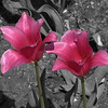 Alan Webb > Alan's Pics photo